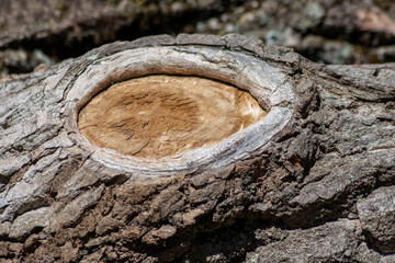 Tree bark with fine natural structures and patina of rough tree bark as natural and ecological...