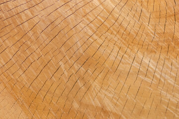 Naklejka premium Cut tree disc of construction wood after deforestation stacked as woodpile show annual rings and the age of trees for lumber and timber industry as sustainable resources on wood log and tree carcass