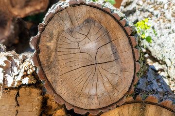 Cut tree disc of construction wood after deforestation stacked as woodpile show annual rings and the age of trees for lumber and timber industry as sustainable resources on wood log and tree carcass