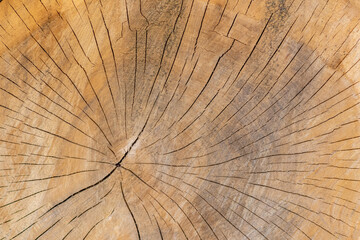 Cut tree disc of construction wood after deforestation stacked as woodpile show annual rings and the age of trees for lumber and timber industry as sustainable resources on wood log and tree carcass
