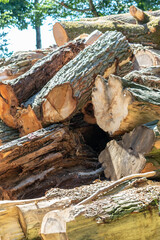 Tree wood stack of lumber industry and timber woodmill as sustainable resource and renewable resource for carpentry and construction or firewood with deforestation in sawmill woodpile trunk logging