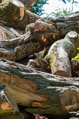 Tree wood stack of lumber industry and timber woodmill as sustainable resource and renewable resource for carpentry and construction or firewood with deforestation in sawmill woodpile trunk logging