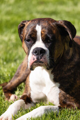 Adorable Boxer Dog relaxing on grass outside. Sunny day