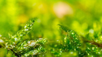 Fototapeta na wymiar closeup small green plant in forest, natural macro background