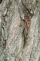 Poplar tree bark with wooden texture nature background.Texture of the bark of poplar tree.Cracked bark, embossed texture