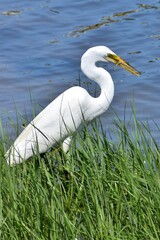 Great Egret