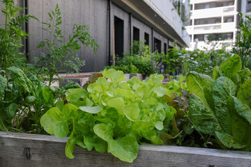 Urban farming, sustainable living: close-up of lettuce in community garden in the city