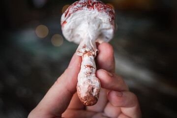 Obraz premium Amanita muscaria made of cotton wool in his hands on blurred background. retro handmade Christmas toys