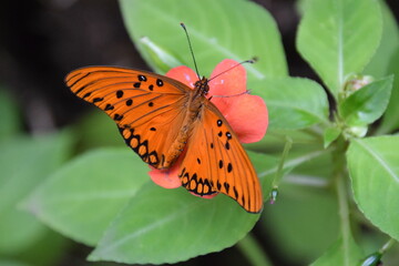 agraulis vanillae butterfly with extended wings  over a pink impatiens walleriana flower