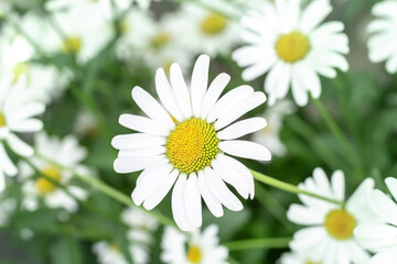 White chamomiles flower summer flowerbed background