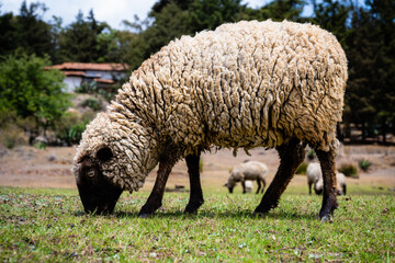 Obraz premium Photograph of a black-faced lamb eating grass in an agricultural field in front of the herd during midday, with a rural house in the background
