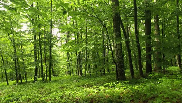Slow low flying in sunny green beech tree forest landscape.