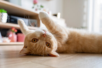 Brytyjski kot tarza się na podłodze.  - obrazy, fototapety, plakaty