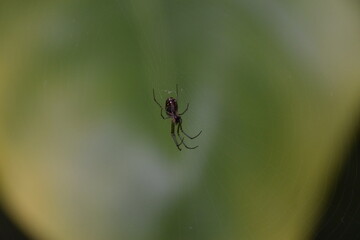 leucauge venusta spiderweb with green leaf background