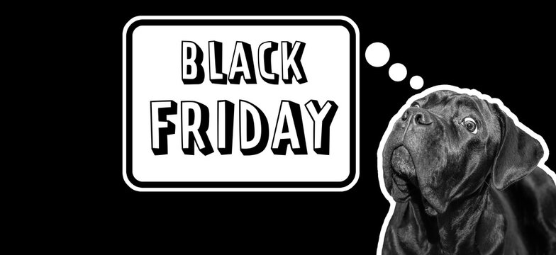 Black Friday Sale concept. Funny cane corso dog astonishment, Black Friday Sale on black background. Sales, shopping, discounts, sale season advertising concept. Copy space