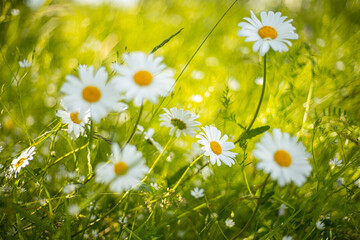 Daisies in the meadow at sunset. White summer flowers in the pasture. Solstice crown flowers