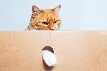 Portrait of red-white playful cat holding paw in round hole of cardboard box.