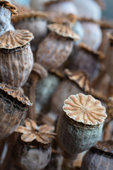 Natural texture dried poppy seed pods macro closeup background