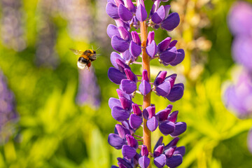 Lupine Summer flowering. Solstice crown flowers. Bumblebee collects nectar from flowers