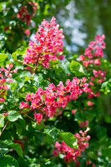 Obraz premium Pink chestnut blossoms in spring