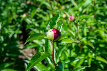 róża lublin 2