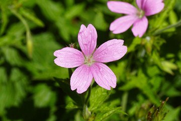 Fototapeta premium Close up pink flower of Geranium endressii. Family Geraniaceae Blurred Dutch garden on the background, June.