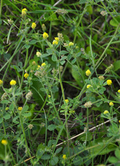 Hop alfalfa (Medicago lupulina) blooms in the meadow