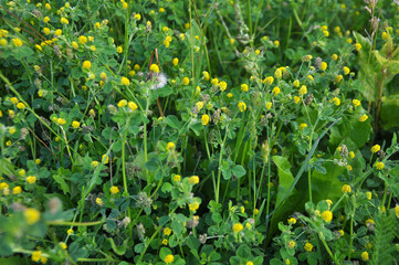Obraz premium Hop alfalfa (Medicago lupulina) blooms in the meadow