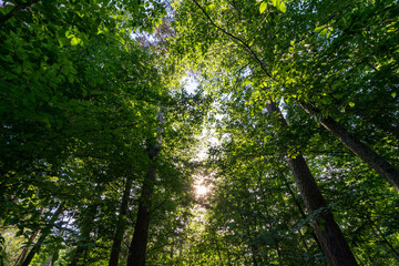 Fototapeta premium Im Wald am späten Nachmittag mit Sonnenstrahlen