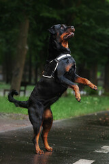 Obraz premium Rottweiler dog playing and posing in the park outside in the summer