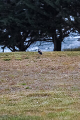 Chile
Water
Sea
Patagonia
signs
signos
urban
bus
micro