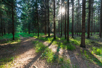 Fototapeta na wymiar Wanderweg durch den Wald mit Sonnenschein