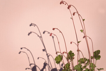 Close-up of inflorescences, buds and leaves of the Heuchera plant  casting shadows on the pinkish wall