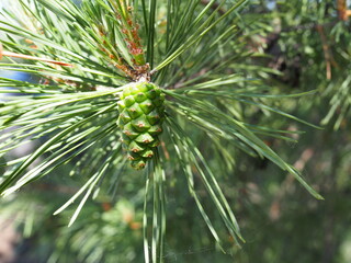 Naklejka na ściany i meble Pine, coniferous tree with light green needles and young green cones.