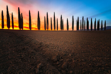 Cypress in the Italian region of Tuscany, which is characterized by rolling countryside, vineyards...