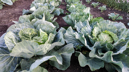 Cabbage in the garden. - 511594322