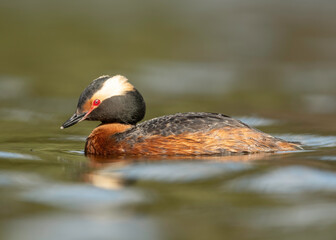 Horned Grebe (Podiceps auritus) in breeding plumage in Kamloops, Canada