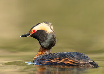 Horned Grebe (Podiceps auritus) in breeding plumage in Kamloops, Canada