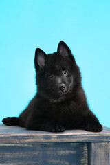 Cute black schipperke puppy posing on the blue background