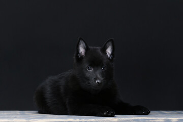 Cute black schipperke puppy posing on the black background