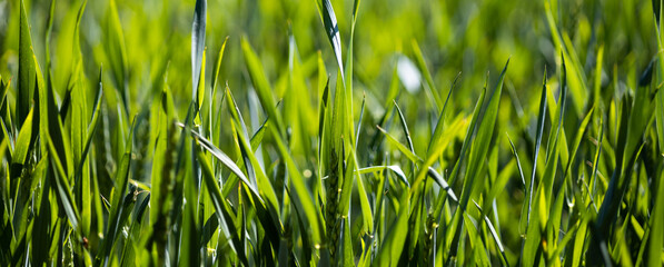 Fototapeta premium grass natural, field close up