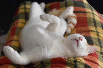 Tabby cat sleeping upside down on a blanket. Happy ginger and white cat relaxing at home.