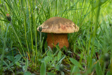 Boletus mushroom in a meadow with young green grass.
