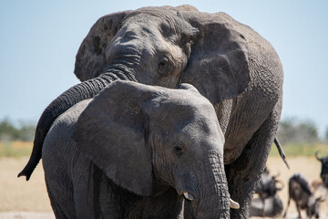 An elephant wraps its trunk protectively over its baby elephant in Namibia's Etosha National Park
