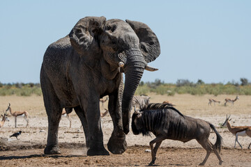 An elephant fights a wildebeest with springbok in the background in Namibia Africa - obrazy, fototapety, plakaty