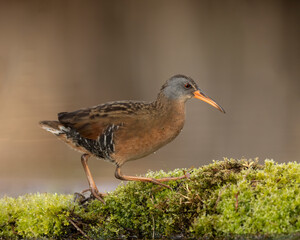 Virginia Rail (Rallus limicola) on perch within marsh, Kamloops, Canada