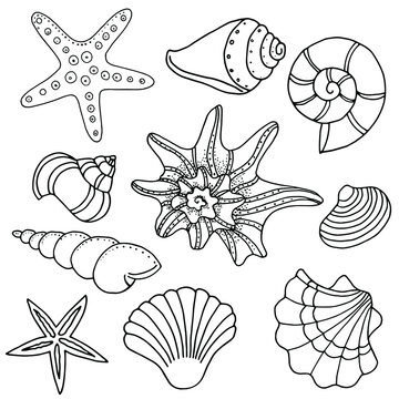 Seashells ocean linear set coloring page