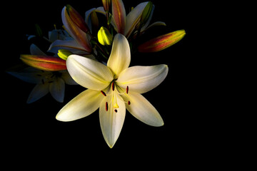 Lily flower with unopened buds, on a black background. Isolated on black