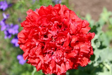 red carnation flower