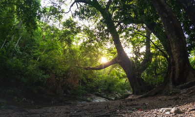 Fototapeta premium sunrise on a river in dark forest summertime mystic morning atmosphere